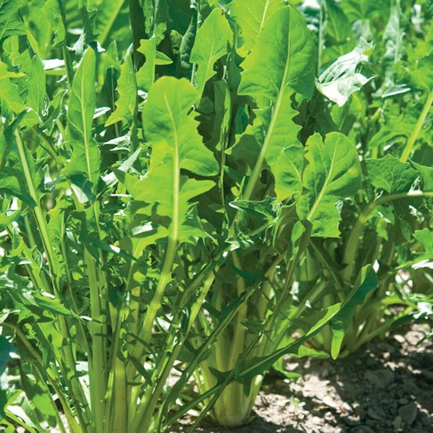 Italian Dandelion & Chicory Seeds - Heirloom, Annual, Fast Growing for Culinary & Vegetable Gardens - 600 Pieces - Image 3