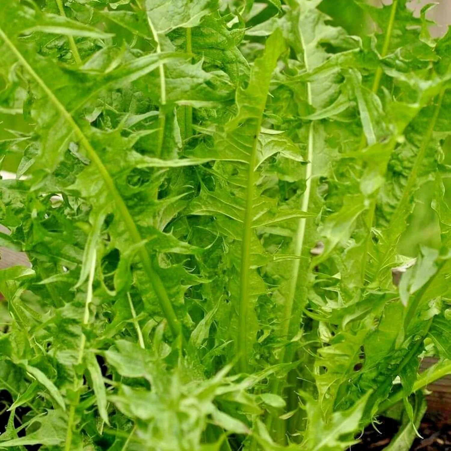 Italian Dandelion & Chicory Seeds - Heirloom, Annual, Fast Growing for Culinary & Vegetable Gardens - 600 Pieces - Image 4