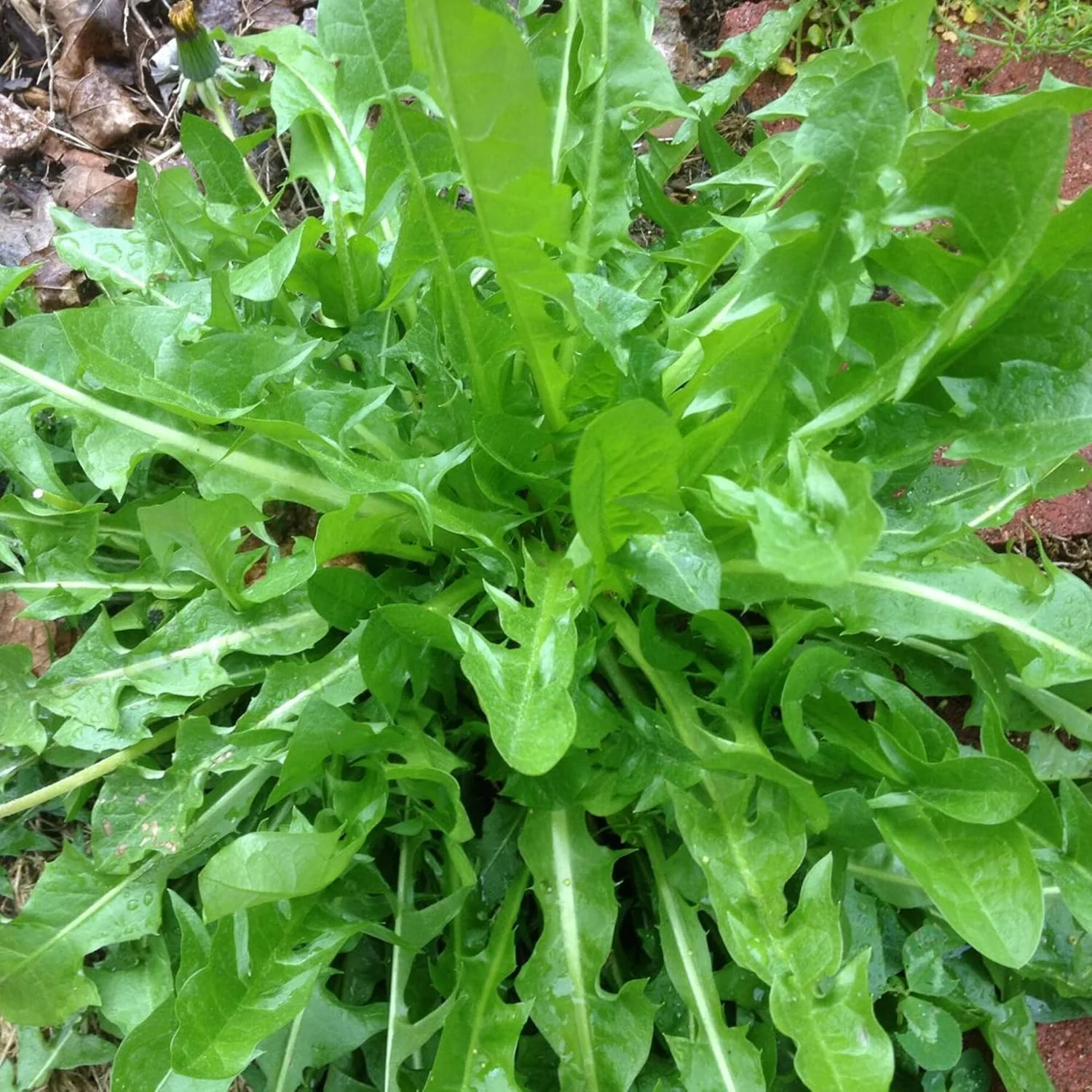 Italian Dandelion & Chicory Seeds - Heirloom, Annual, Fast Growing for Culinary & Vegetable Gardens - 600 Pieces - Image 5