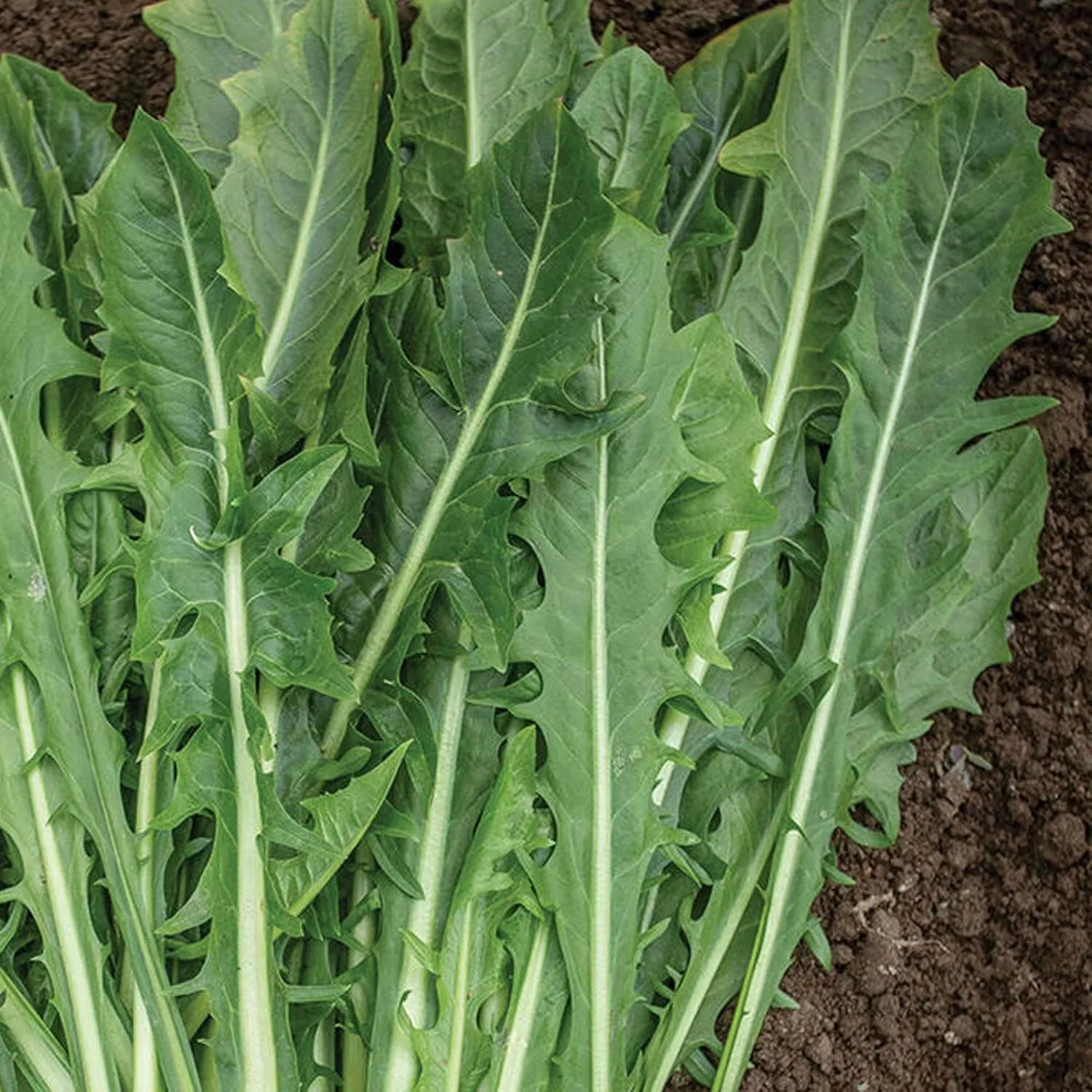 Italian Dandelion & Chicory Seeds - Heirloom, Annual, Fast Growing for Culinary & Vegetable Gardens - 600 Pieces - Image 6