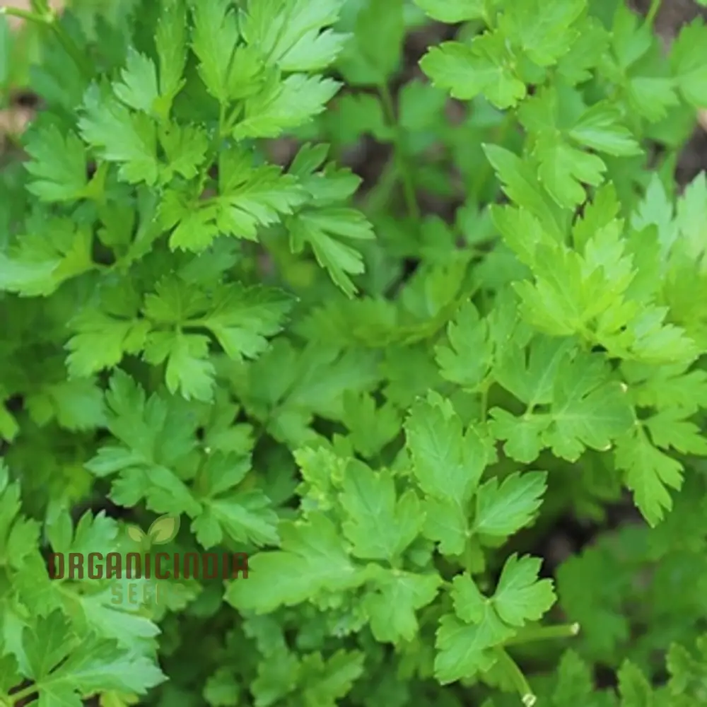 Italian Giant Parsley Vegetable Seeds, Premium Quality Vegetable Seeds for Home Gardening, Easy to Growing Planting