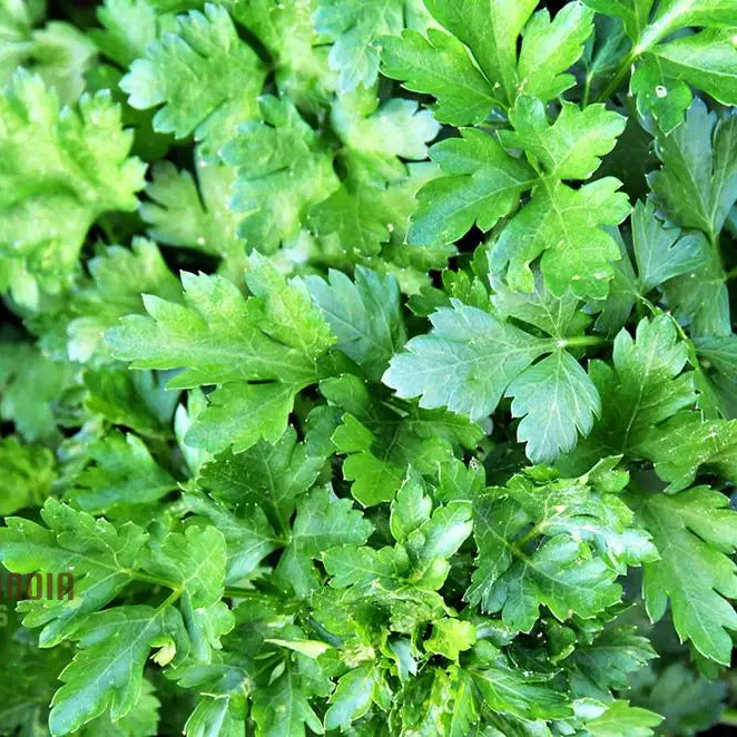 Italian Giant Parsley Vegetable Seeds, Premium Quality Vegetable Seeds for Home Gardening, Easy to Growing Planting - Image 3
