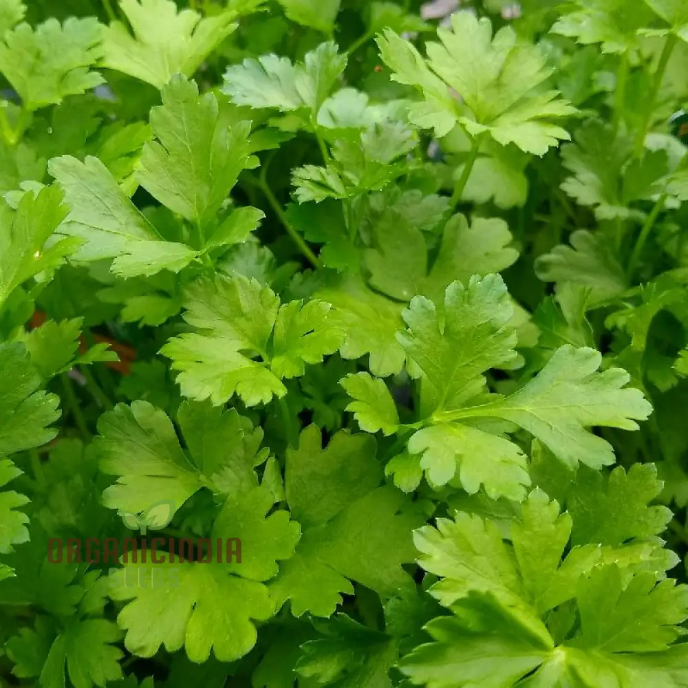 Italian Giant Parsley Vegetable Seeds, Premium Quality Vegetable Seeds for Home Gardening, Easy to Growing Planting - Image 4