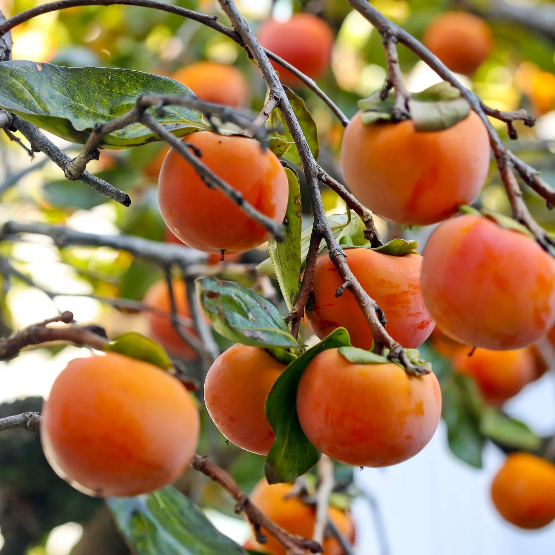 Italian Persimmon Fruit Seeds - Image 4