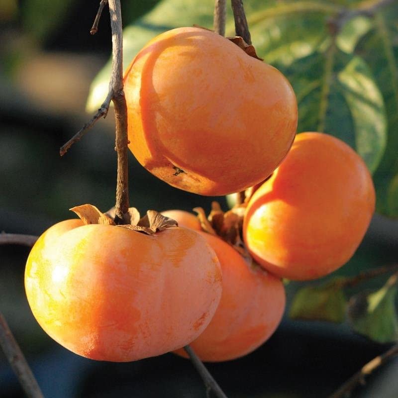 Italian Persimmon Fruit Seeds - Image 5