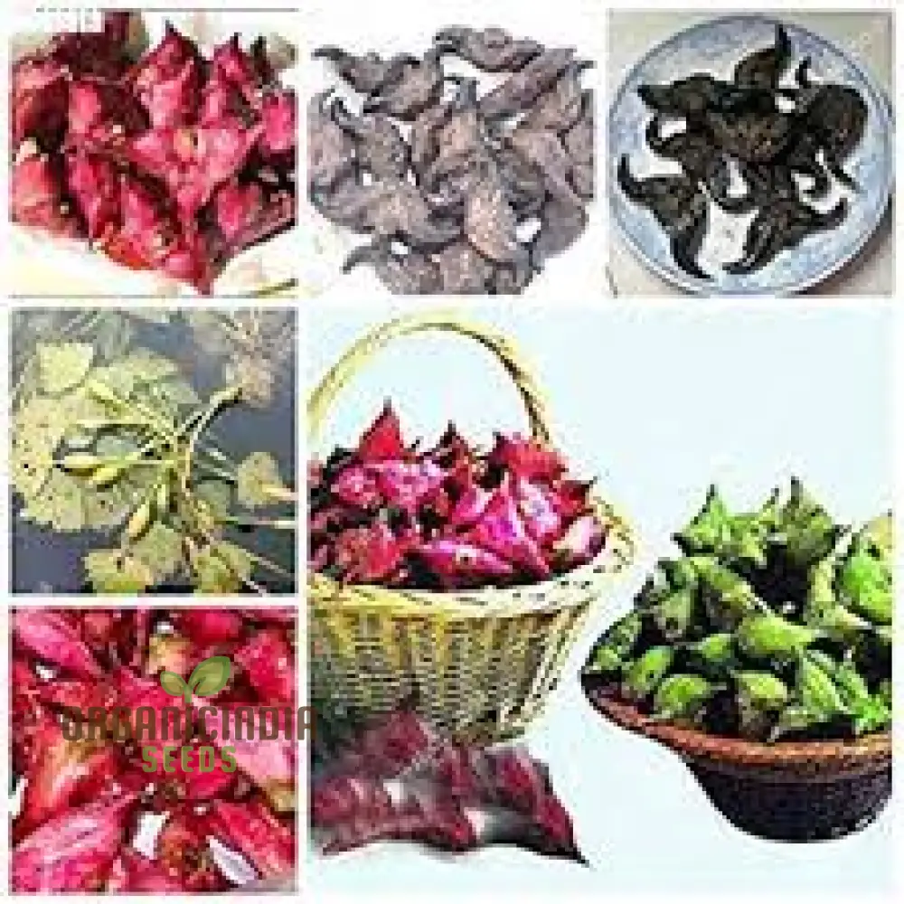 Italian Water Vegetable Seeds, Planting - Image 4
