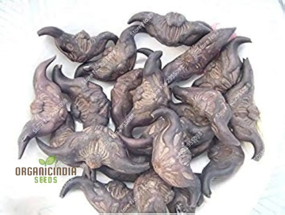 Italian Water Vegetable Seeds, Planting