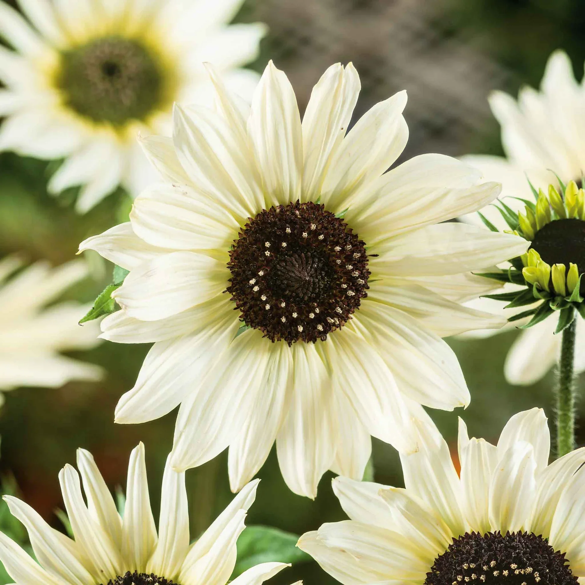 Italian White Sunflower Seeds โ Elegant Creamy Blooms for Gardens & Bouquets - Image 2