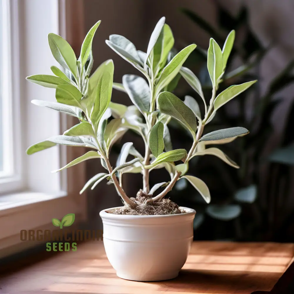 Ivory White Sage Plant Seeds, Elevate Your Garden with Majestic White Blooms - Perfect for Planting and Gardening Enthusiasts