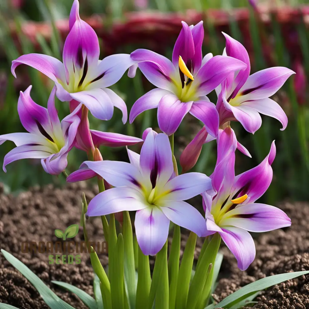 Ixia Exotic Flower Bulbs, Great for Borders or Containers (3 Bulbs for Planting)