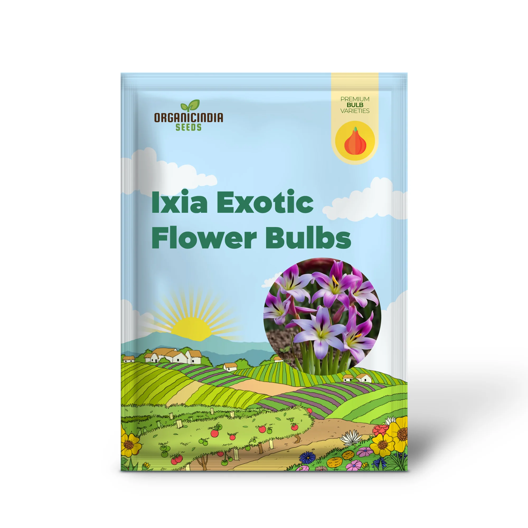 Ixia Exotic Flower Bulbs, Great for Borders or Containers (3 Bulbs for Planting) - Image 2