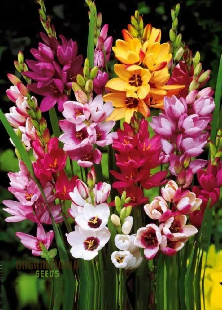 Ixia Flower Seeds For Planting, Vibrant Blooms for Beautiful Garden Displays - Image 4