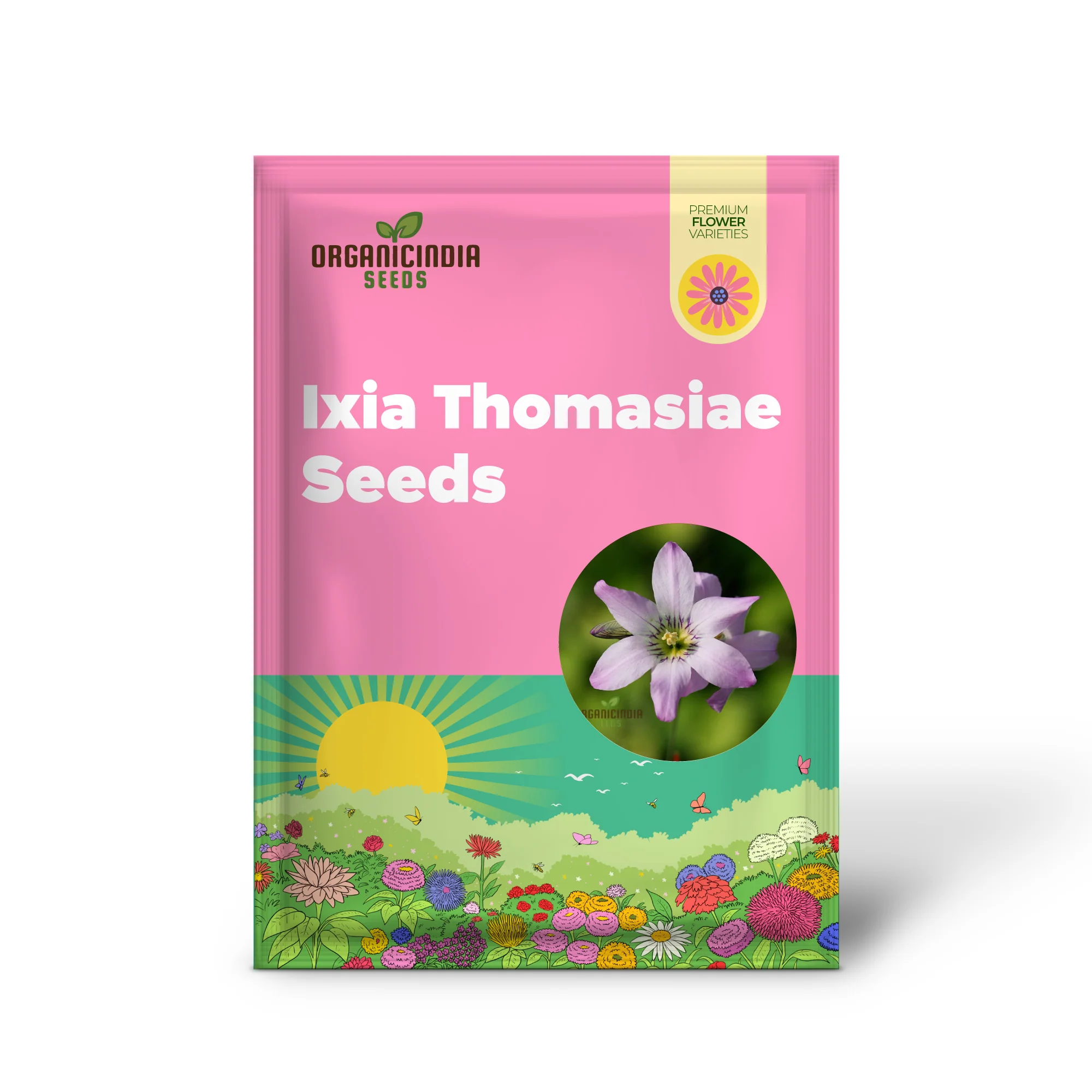 Ixia Thomasiae Seeds for Planting Elevate Your Gardening Experience with Unique and Elegant Flowers - Image 2