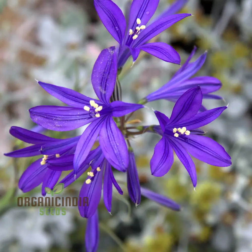 IXIOLIRION TATARICUM Seeds - Discover Rare Seeds for a Unique Addition to Your Gardening Experience!
