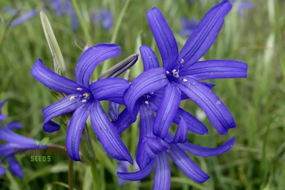 IXIOLIRION TATARICUM Seeds - Discover Rare Seeds for a Unique Addition to Your Gardening Experience! - Image 3
