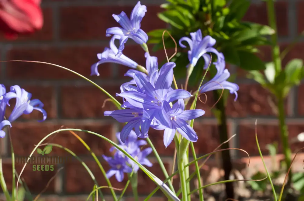 IXIOLIRION TATARICUM Seeds - Discover Rare Seeds for a Unique Addition to Your Gardening Experience! - Image 4