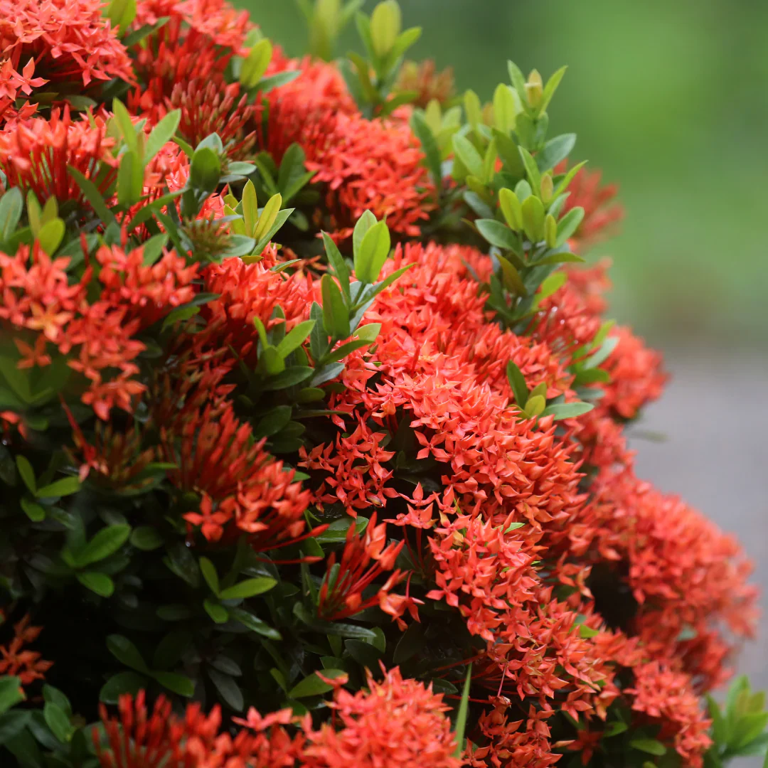 Ixora Flower Seeds – Tropical Bloom Variety for Vibrant Garden Planting