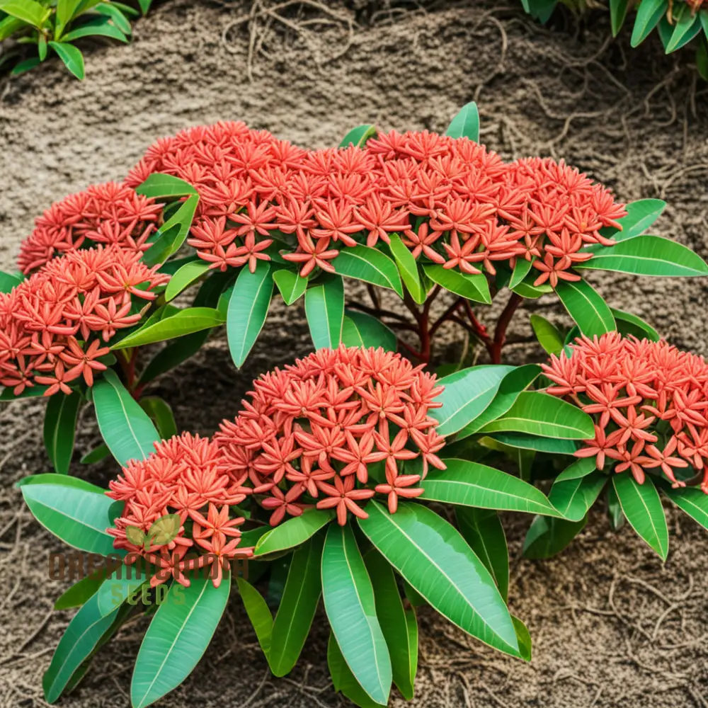Ixora Flower Seeds – Tropical Bloom Variety for Vibrant Garden Planting - Image 2