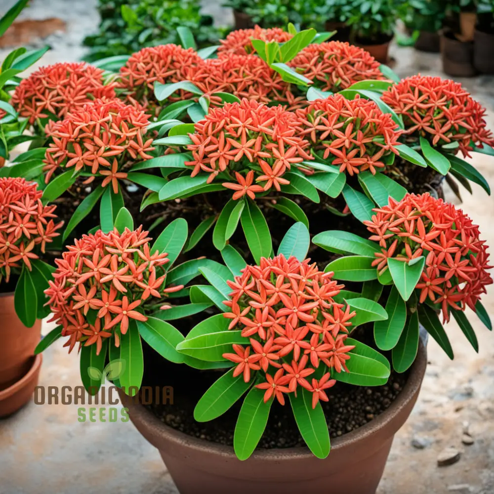 Ixora Flower Seeds – Tropical Bloom Variety for Vibrant Garden Planting - Image 4