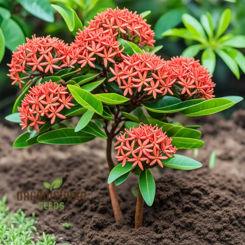 Ixora Flower Seeds – Tropical Bloom Variety for Vibrant Garden Planting - Image 5