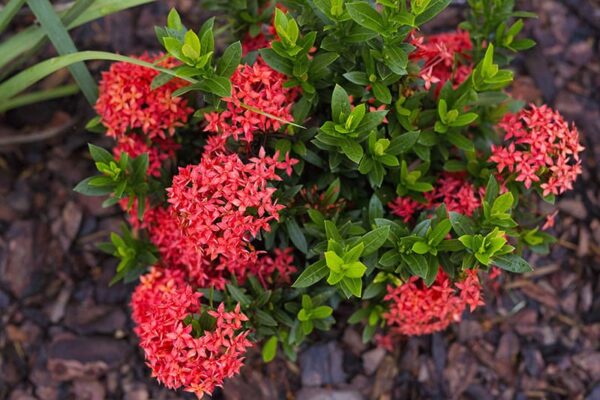 Ixora Flower Seeds – Tropical Bloom Variety for Vibrant Garden Planting - Image 6