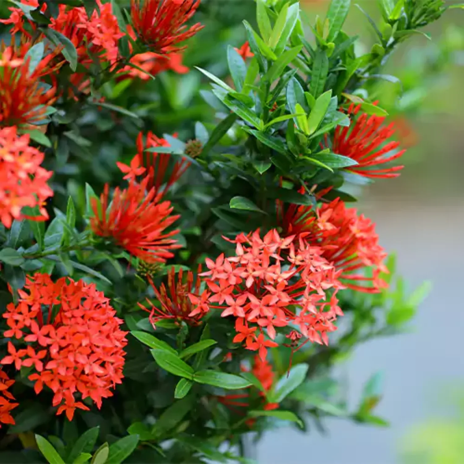 Ixora Flower Seeds – Tropical Bloom Variety for Vibrant Garden Planting - Image 7