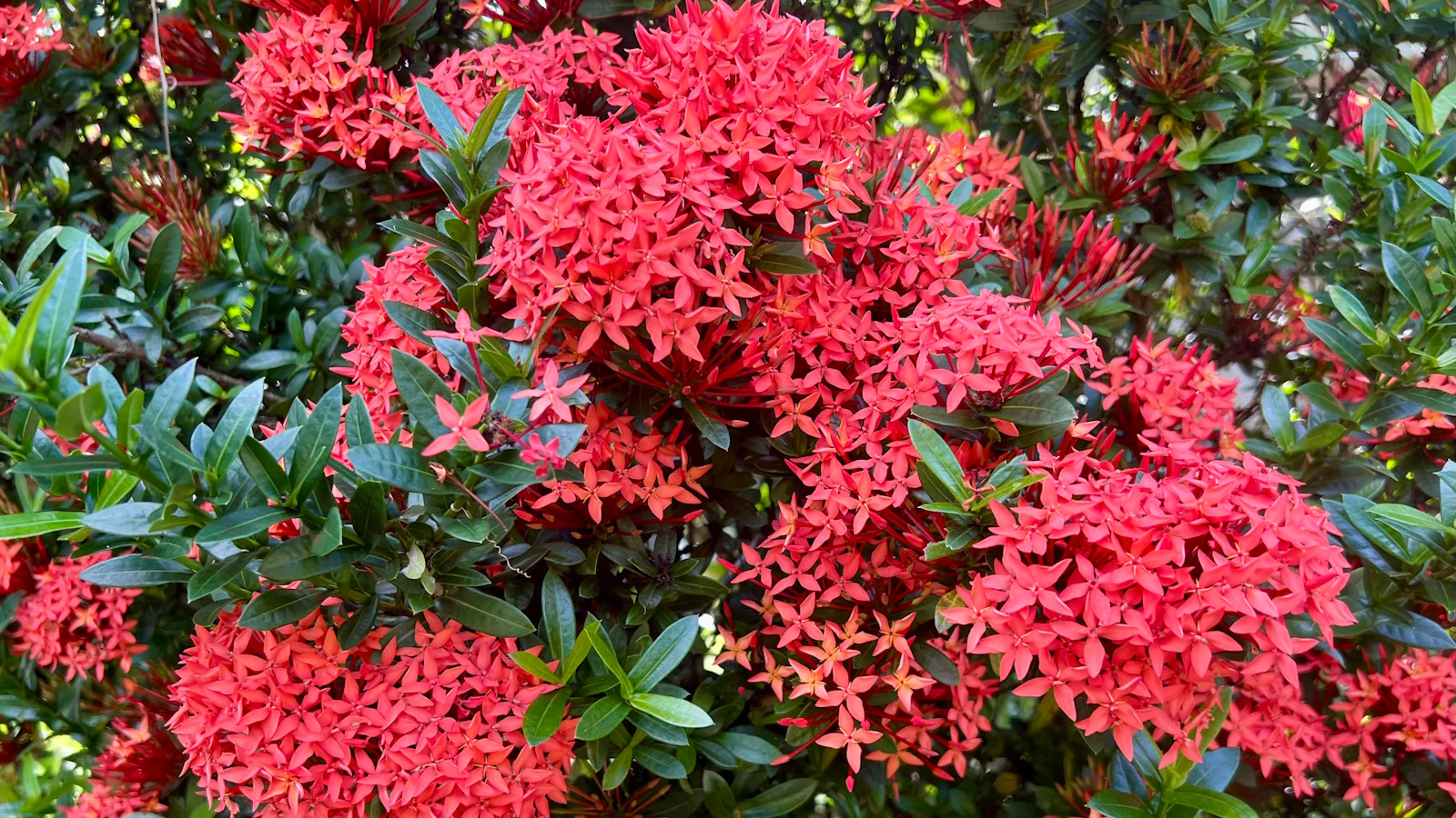 Ixora Flower Seeds – Tropical Bloom Variety for Vibrant Garden Planting - Image 8