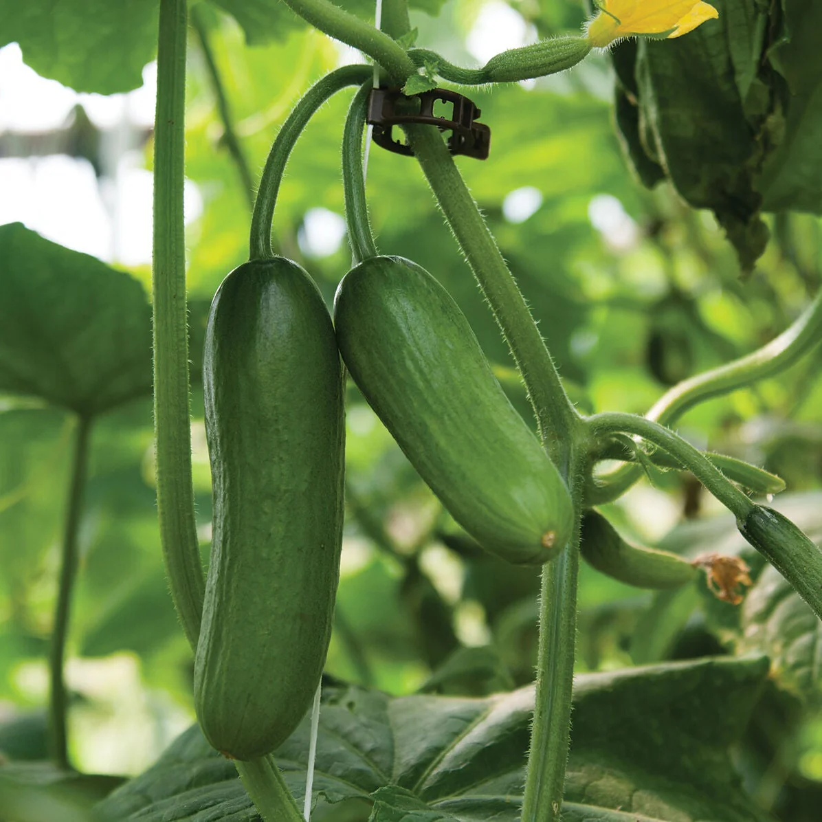 Iznik Cucumber Seeds – High-Yield, Mini Cucumbers for Home & Garden - Image 2