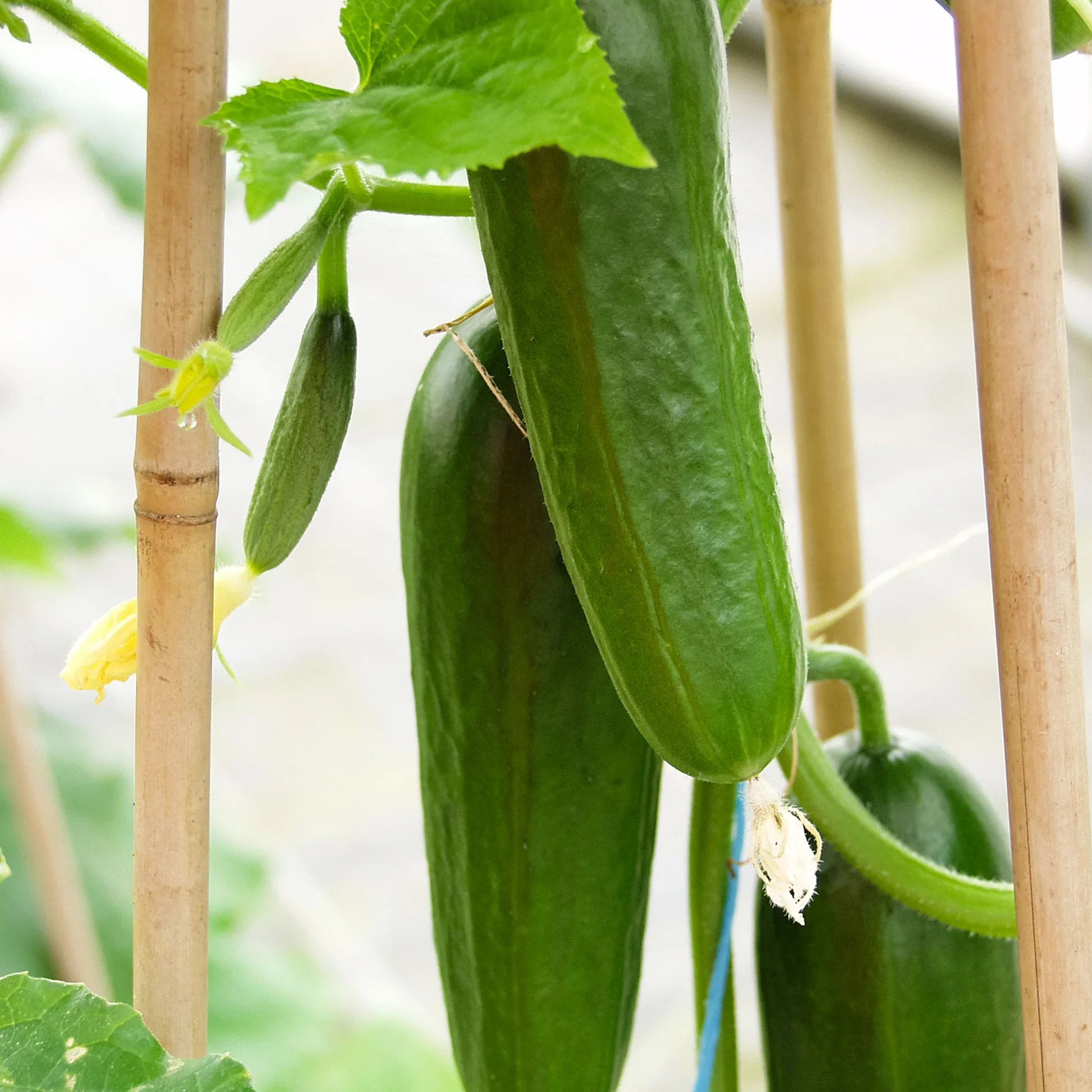 Iznik Cucumber Seeds – High-Yield, Mini Cucumbers for Home & Garden - Image 3