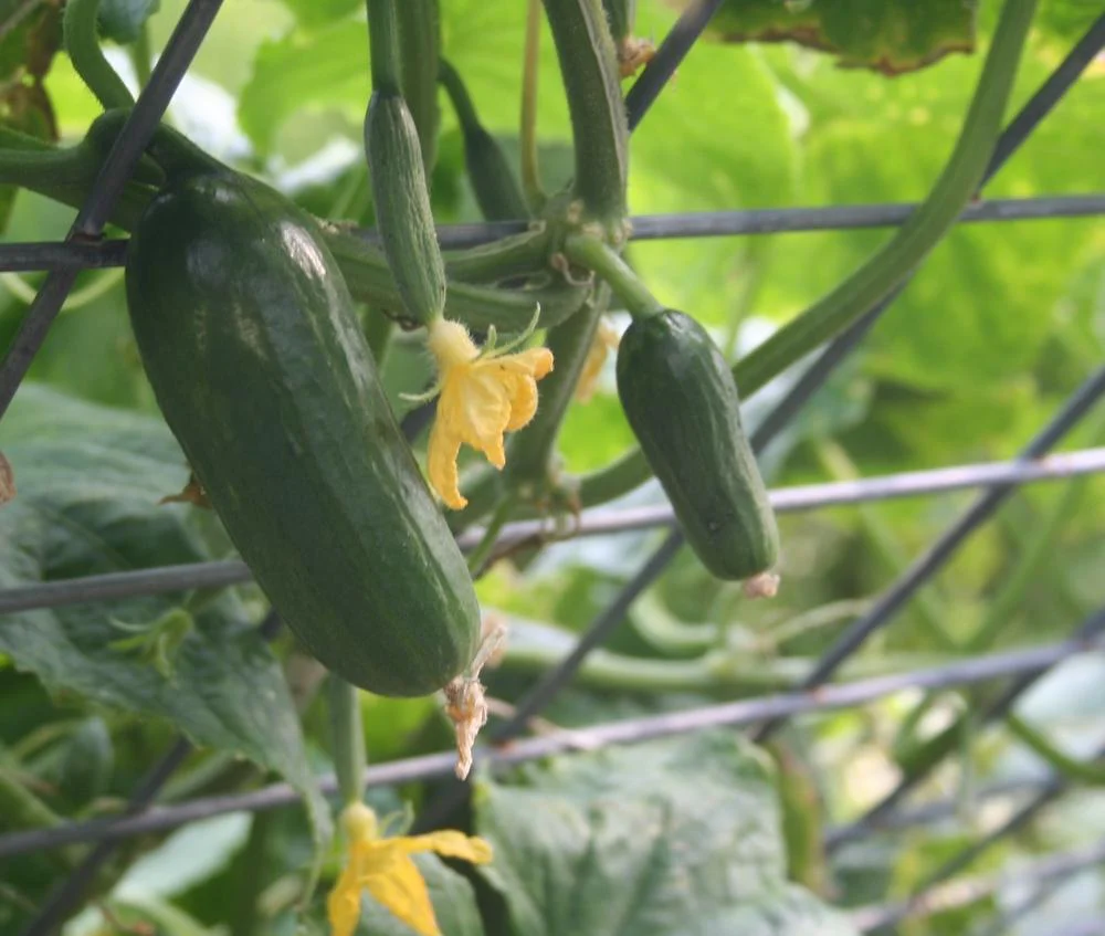 Iznik Cucumber Seeds – High-Yield, Mini Cucumbers for Home & Garden - Image 4