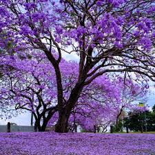 Jacaranda Tree Seeds, Planting