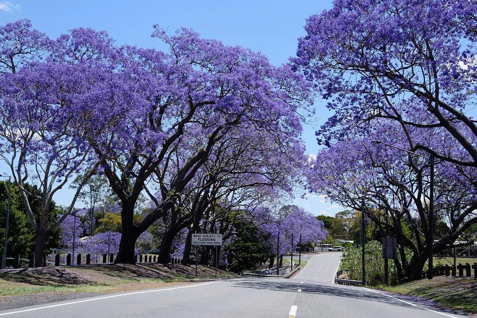Jacaranda Tree Seeds, Planting - Image 2