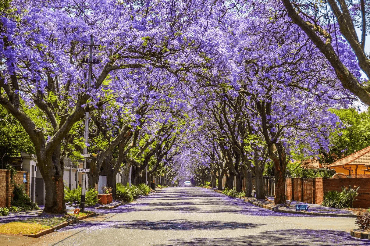 Jacaranda Tree Seeds, Planting - Image 3