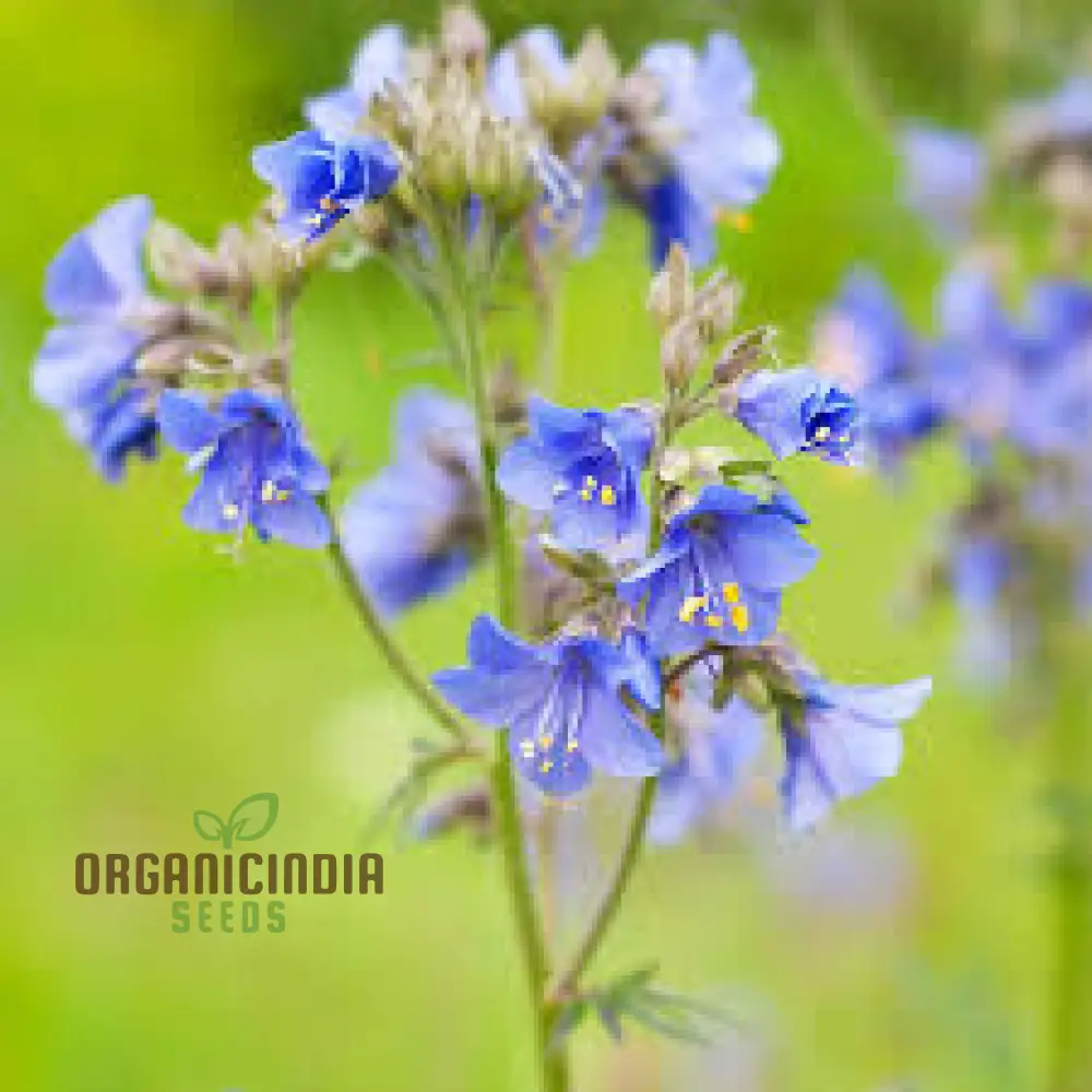 JACOBS LADDER Flower Seeds: Premium Climbing Plants for Vertical Garden Spaces