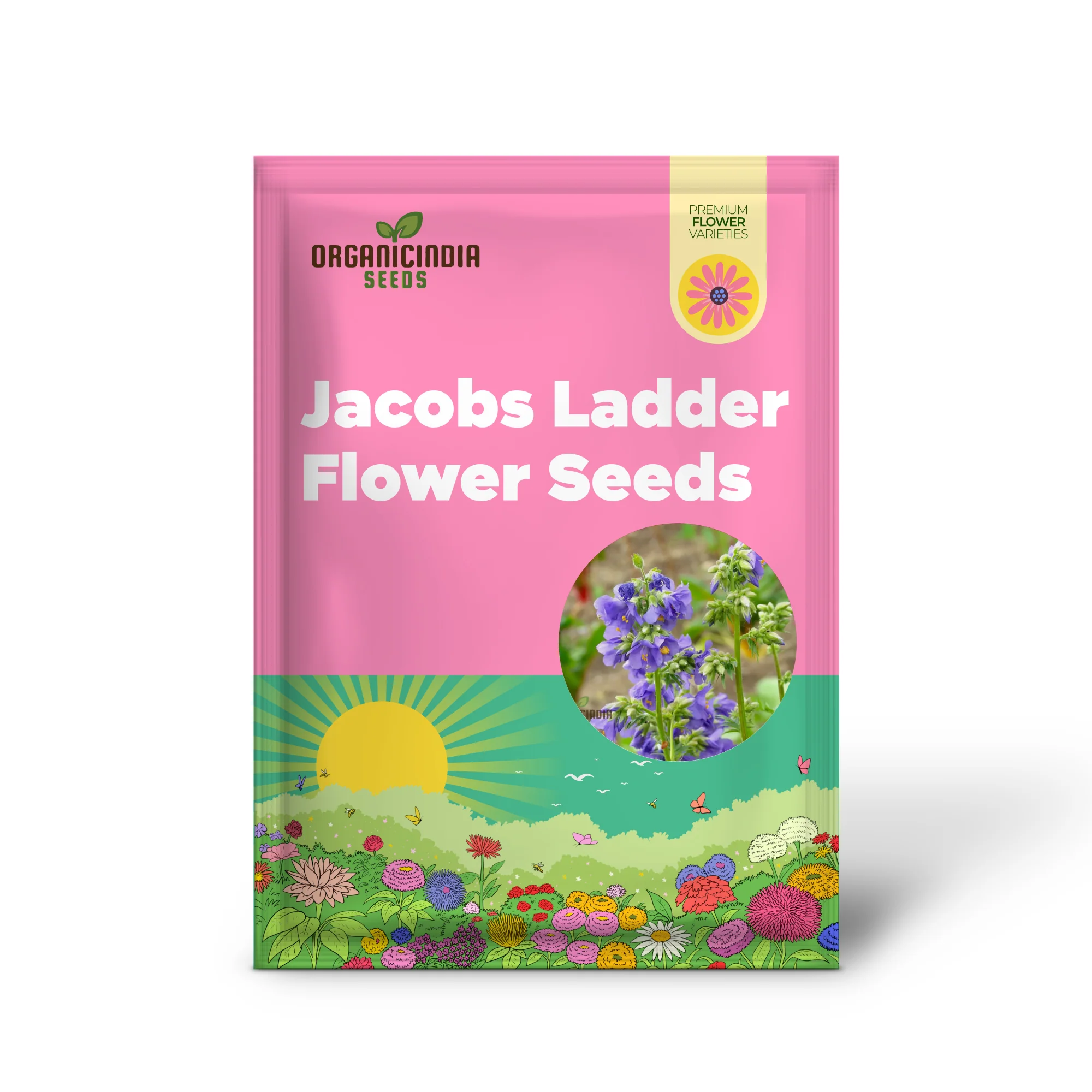 JACOBS LADDER Flower Seeds: Premium Climbing Plants for Vertical Garden Spaces - Image 2