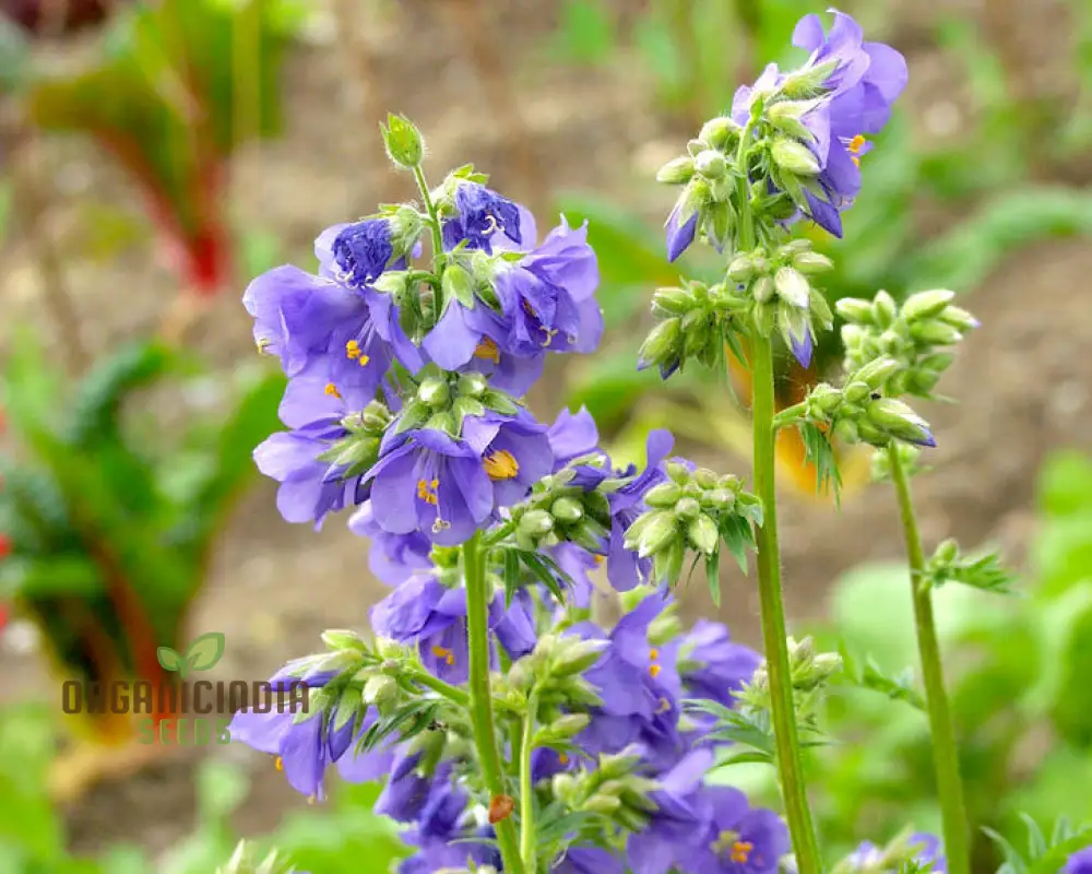 JACOBS LADDER Flower Seeds: Premium Climbing Plants for Vertical Garden Spaces - Image 3