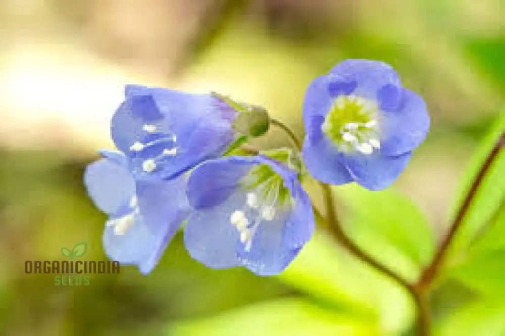 JACOBS LADDER Flower Seeds: Premium Climbing Plants for Vertical Garden Spaces - Image 4