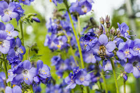JACOBS LADDER Flower Seeds: Premium Climbing Plants for Vertical Garden Spaces - Image 5