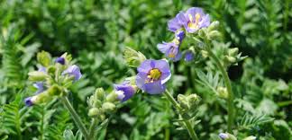 JACOBS LADDER Flower Seeds: Premium Climbing Plants for Vertical Garden Spaces - Image 6