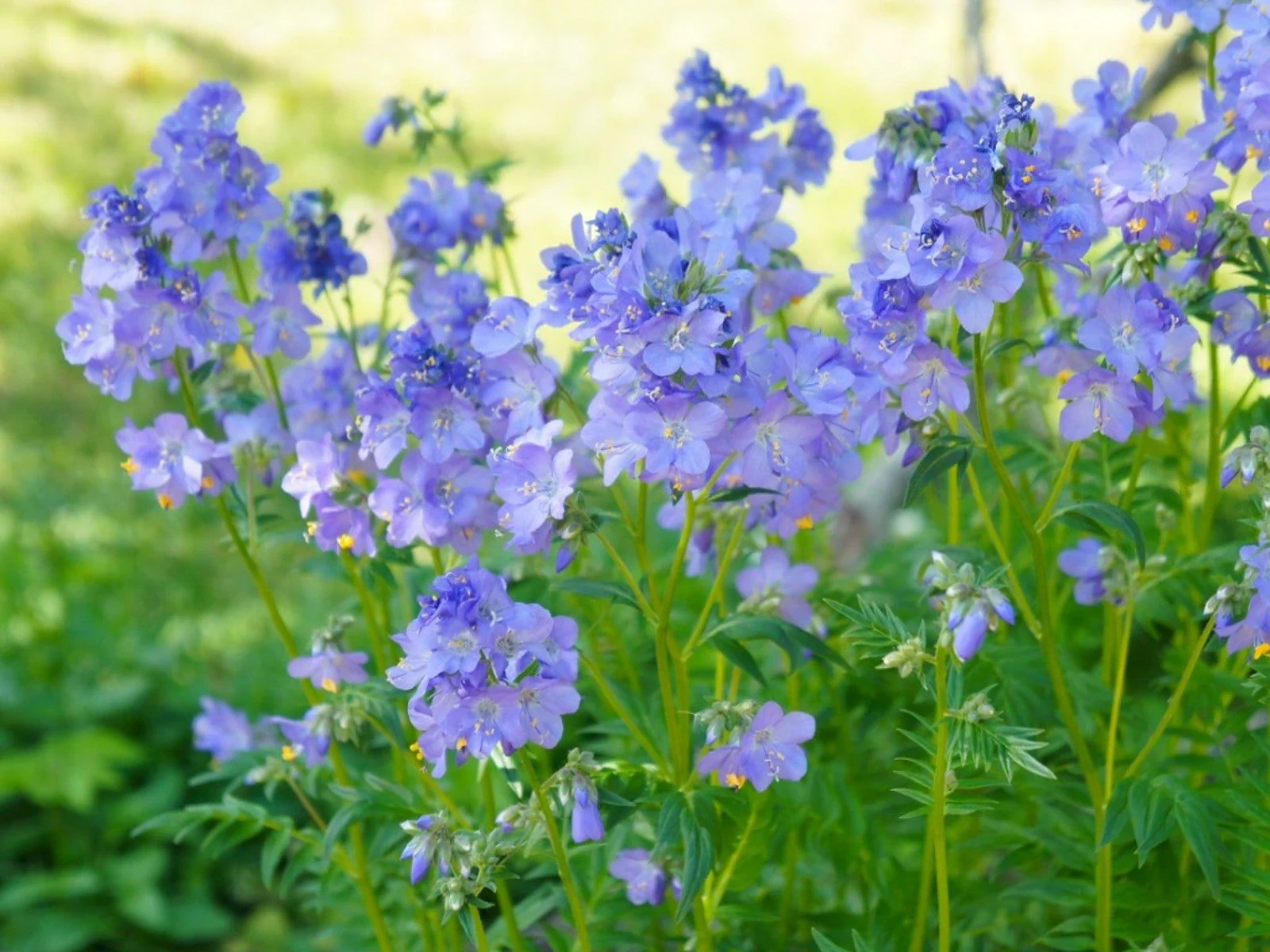 JACOBS LADDER Flower Seeds: Premium Climbing Plants for Vertical Garden Spaces - Image 7