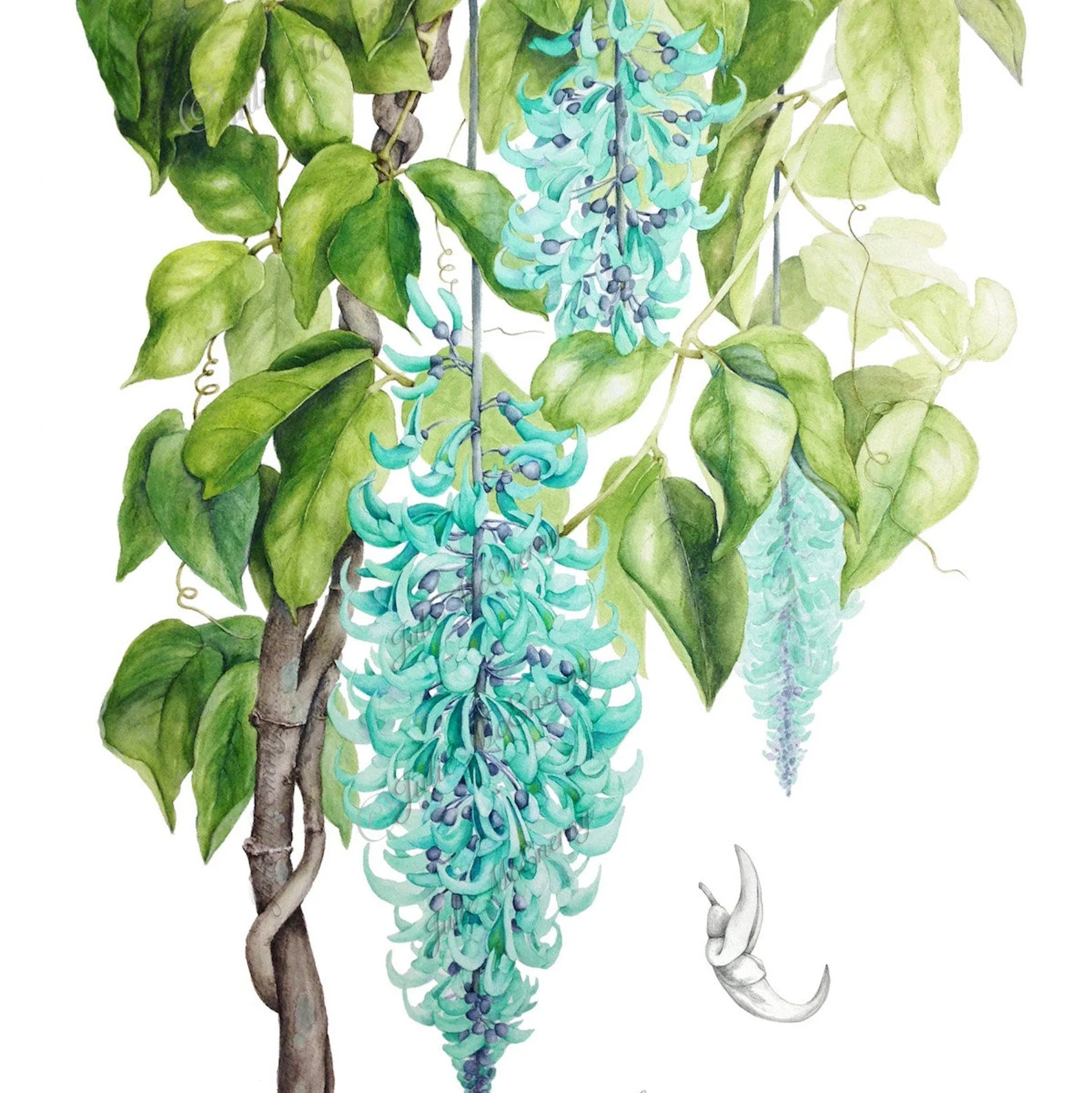 Jade Vine Flower Seeds  Aqua Colored Blooms, Planting Guide Included, Rare Seeds for Garden Enthusiasts