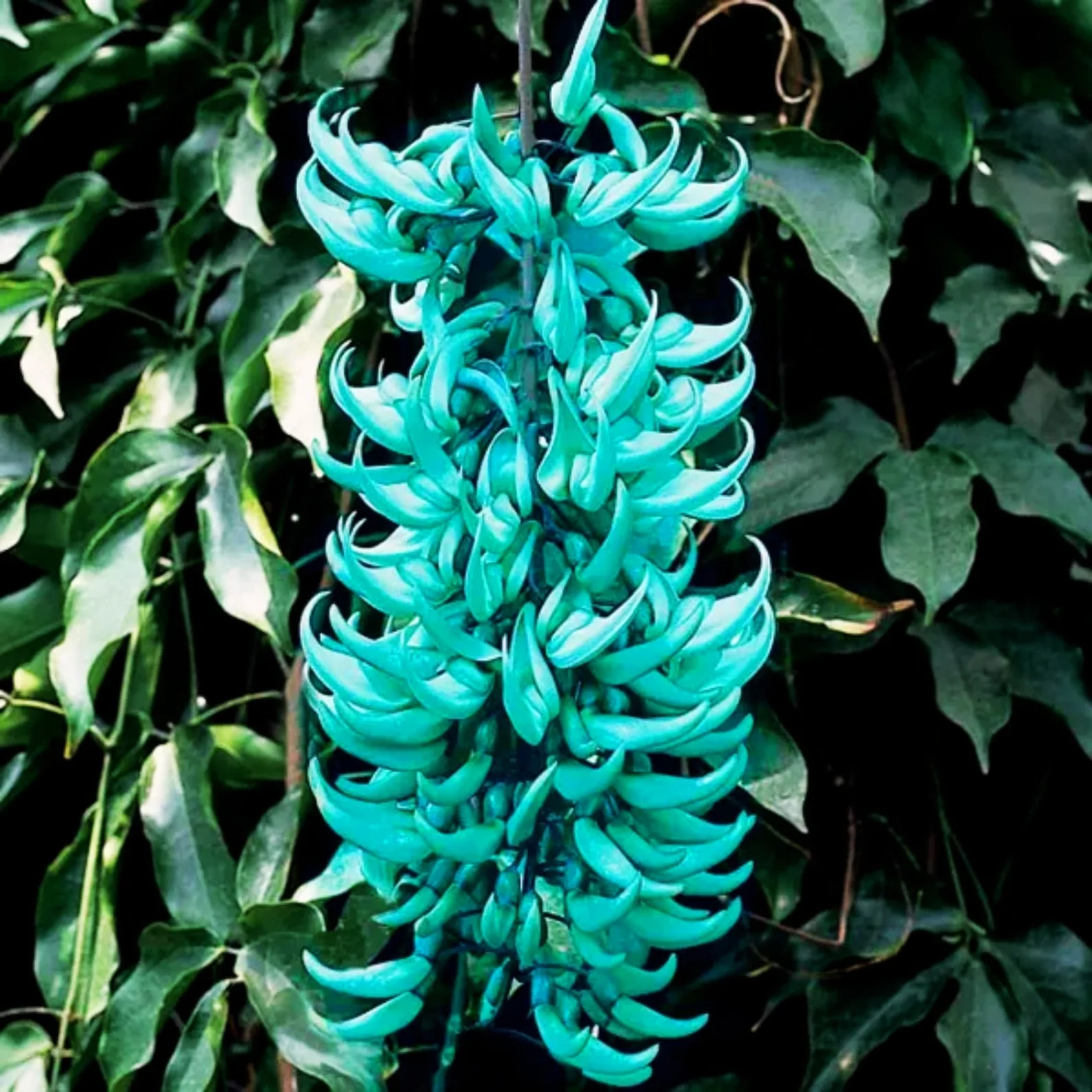 Jade Vine Flower Seeds  Aqua Colored Blooms, Planting Guide Included, Rare Seeds for Garden Enthusiasts - Image 3
