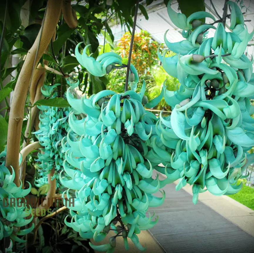 Jade Vine Flower Seeds  Aqua Colored Blooms, Planting Guide Included, Rare Seeds for Garden Enthusiasts - Image 4