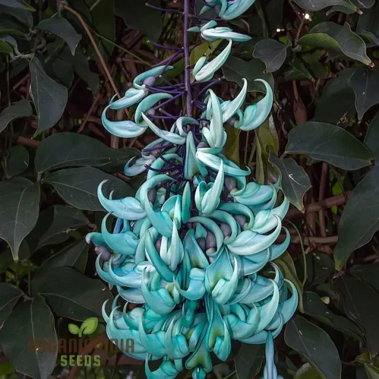 Jade Vine Flower Seeds  Aqua Colored Blooms, Planting Guide Included, Rare Seeds for Garden Enthusiasts - Image 5