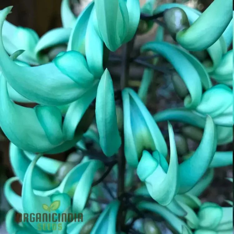 Jade Vine Flower Seeds  Aqua Colored Blooms, Planting Guide Included, Rare Seeds for Garden Enthusiasts - Image 6