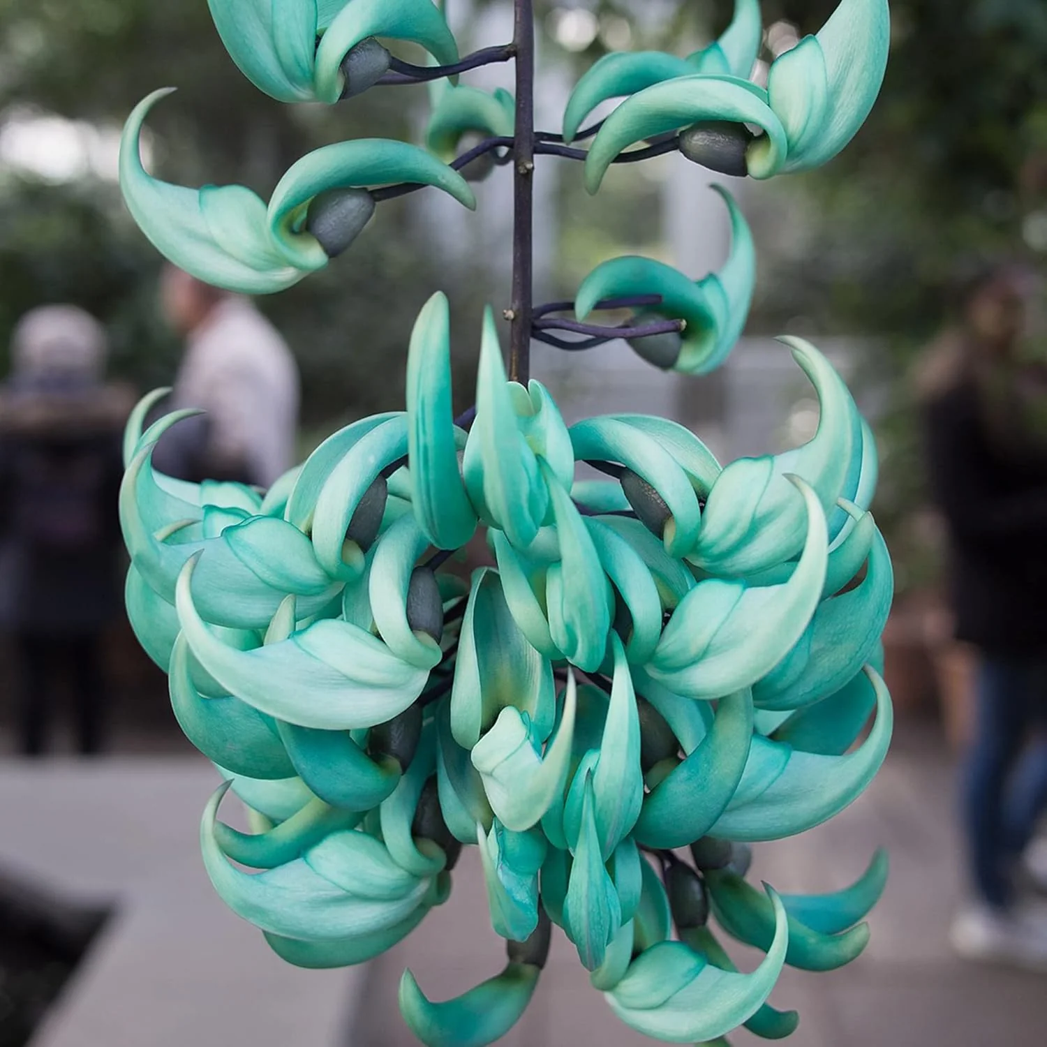 Jade Vine Seeds Strongylodon Macrobotrys Perennial Woody Vine for Ornamental Patio - Image 2