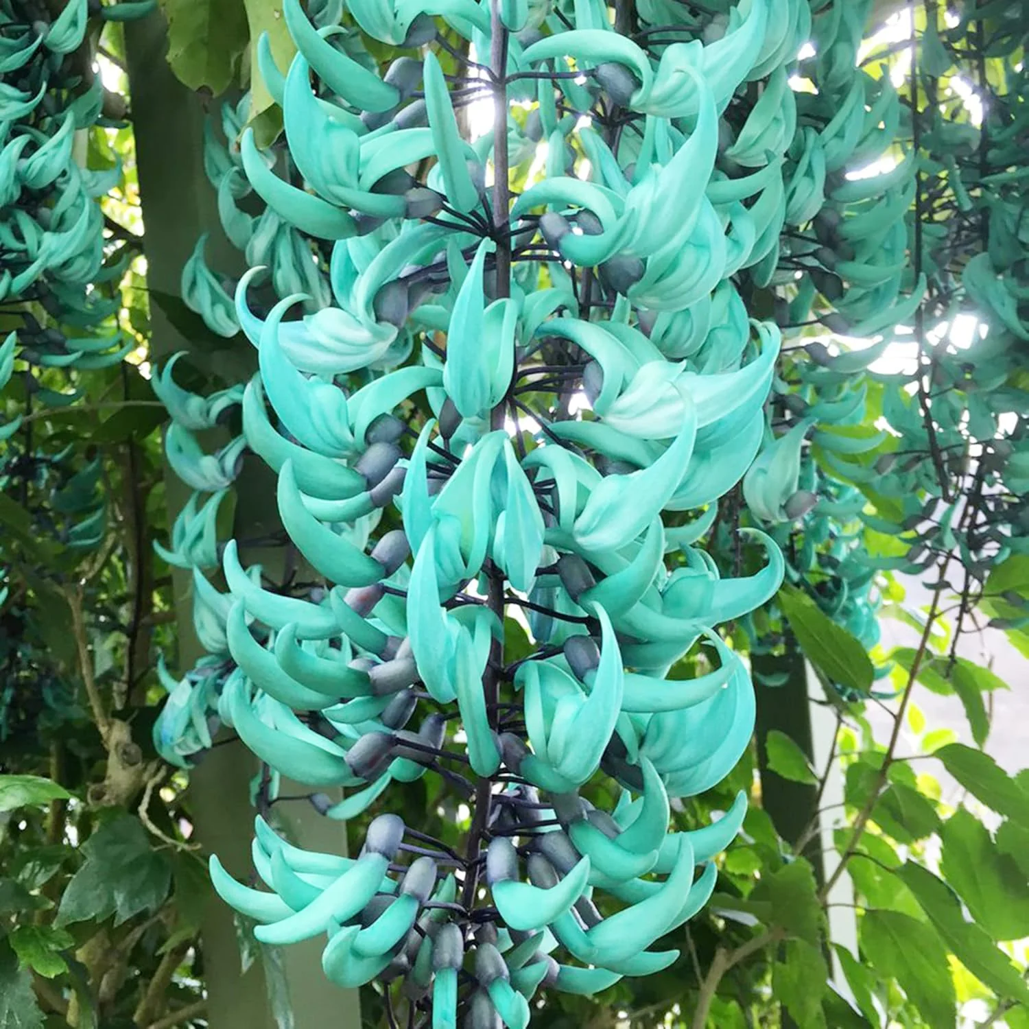 Jade Vine Seeds Strongylodon Macrobotrys Perennial Woody Vine for Ornamental Patio - Image 3