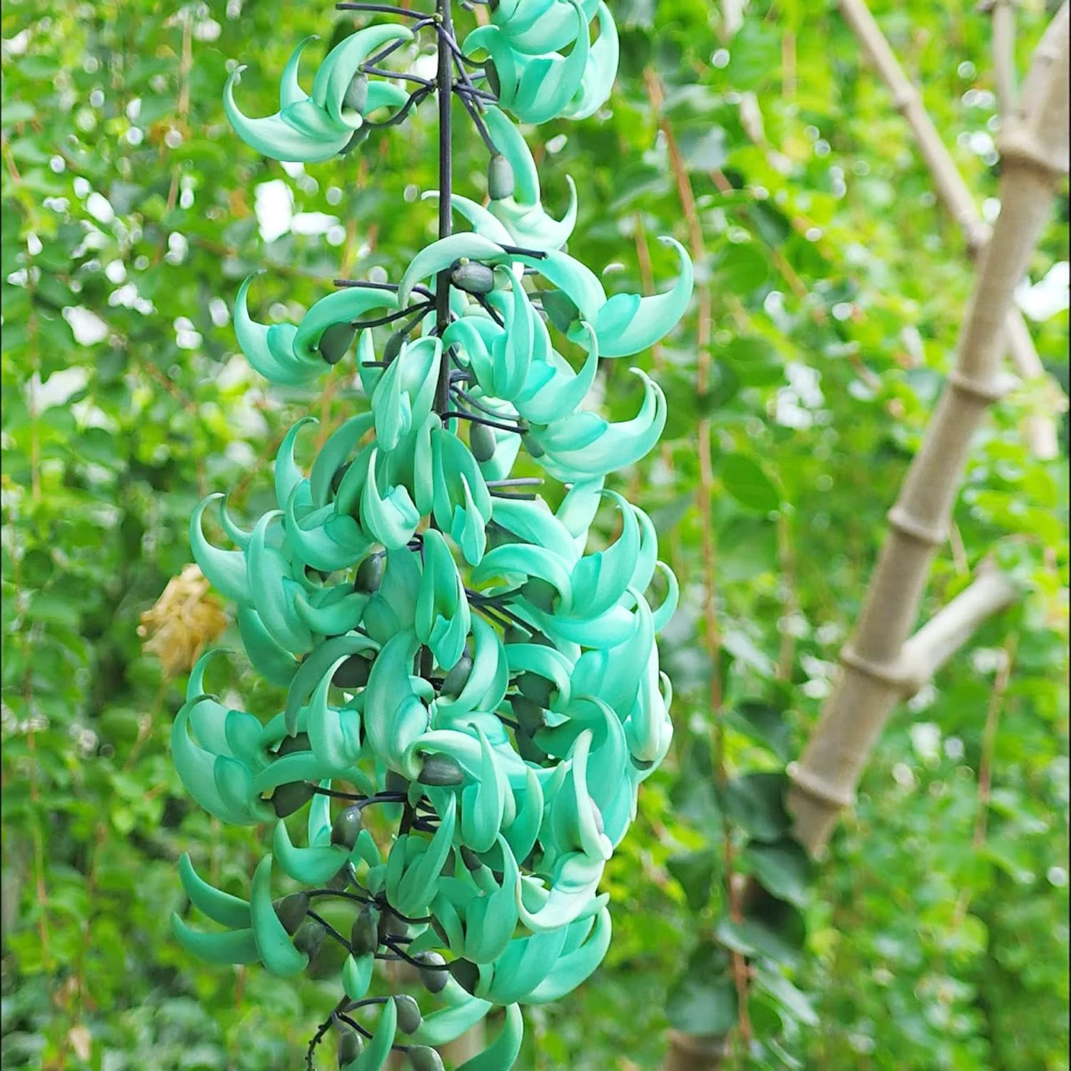 Jade Vine Seeds Strongylodon Macrobotrys Perennial Woody Vine for Ornamental Patio - Image 4