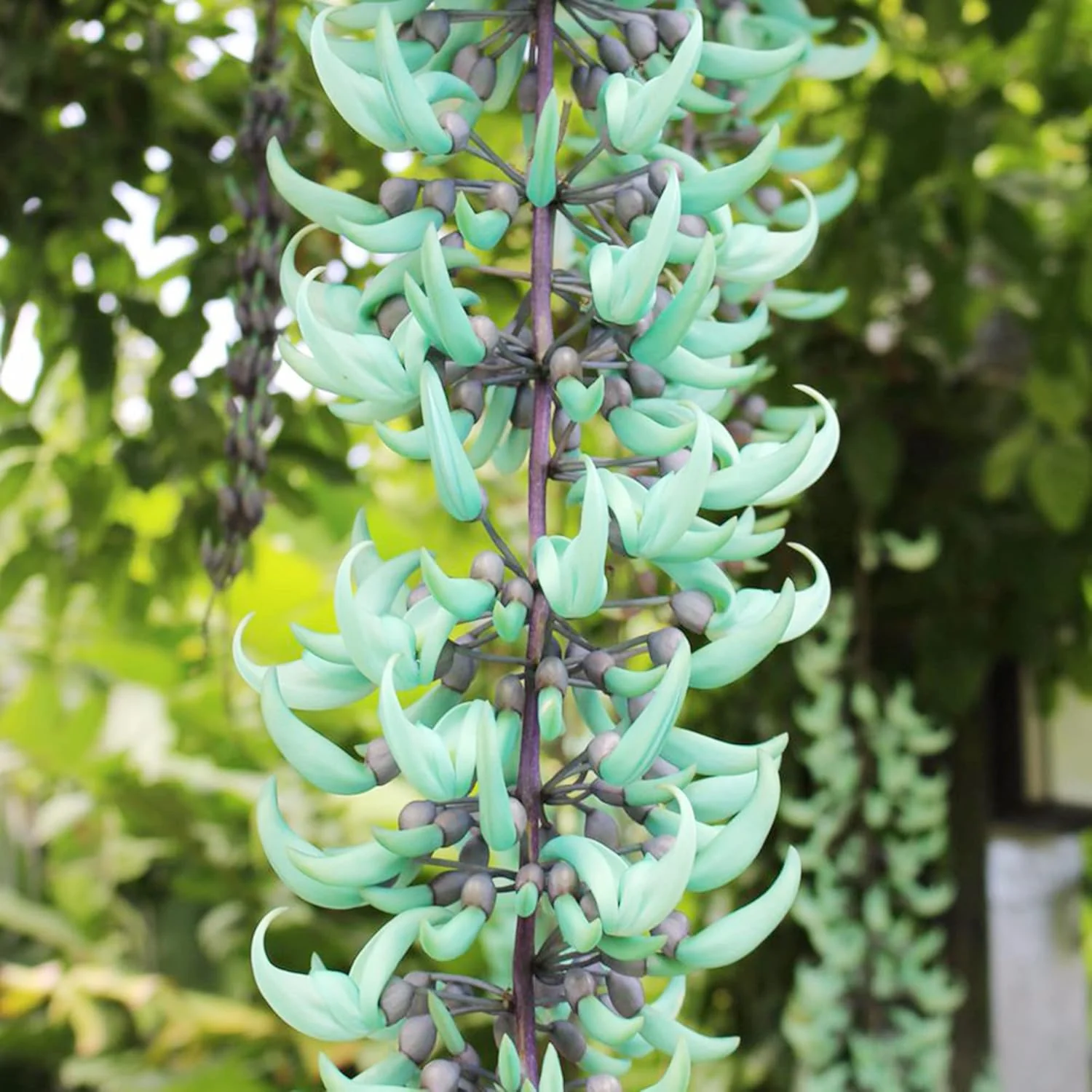 Jade Vine Seeds Strongylodon Macrobotrys Perennial Woody Vine for Ornamental Patio - Image 5