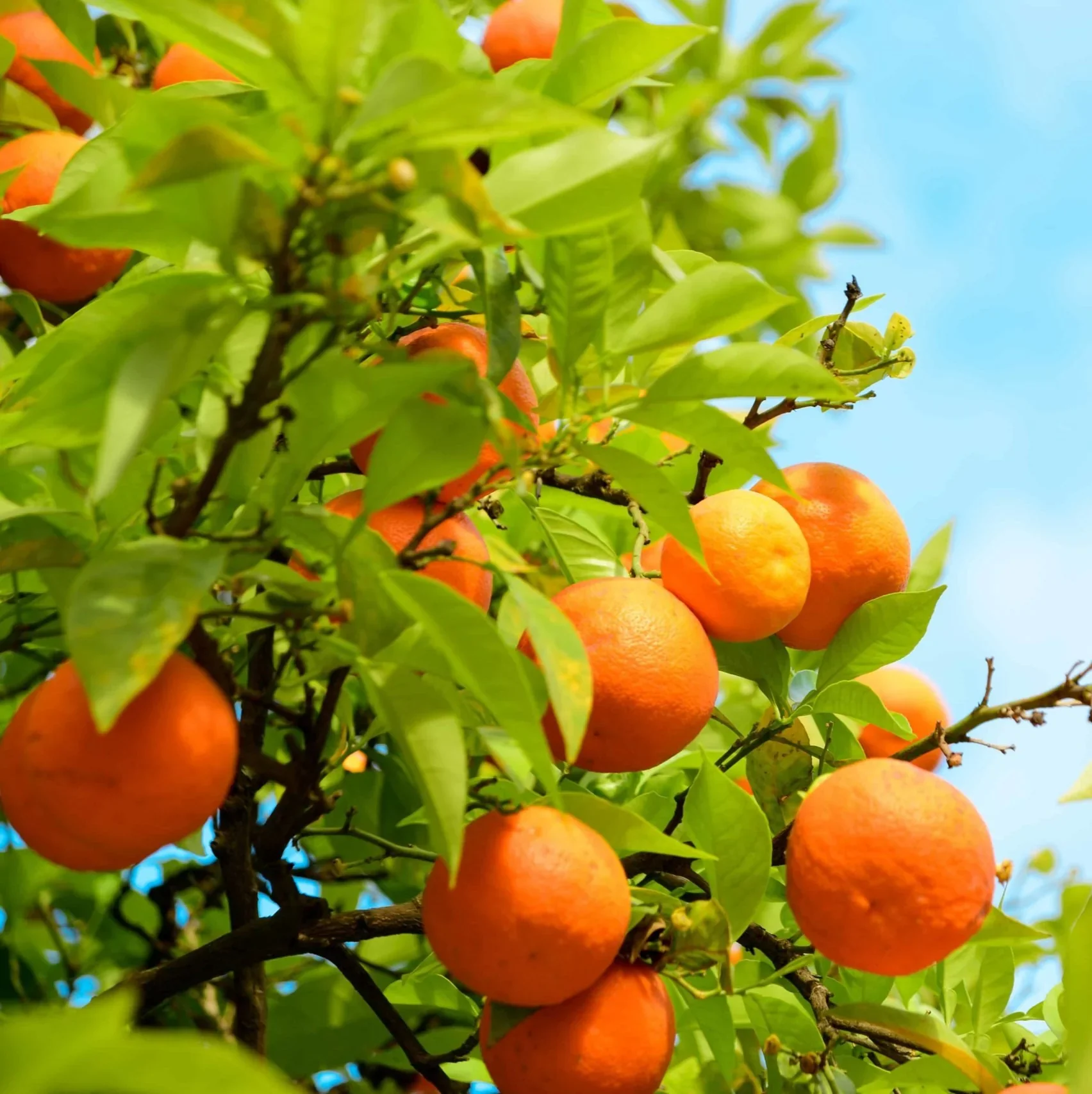 Jaffa Orange Seeds for Planting – Grow Sweet & Juicy Oranges